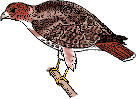 Illustration of red-tailed hawk