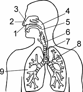 Illustration of respiratory system
