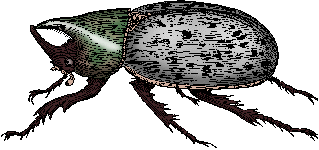 Illustration of rhinoceros beetle