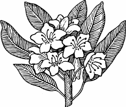 Illustration of rhododendron