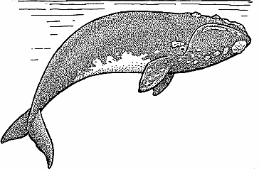 Illustration of right whale