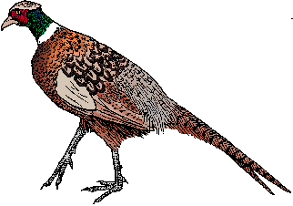 Illustration of <span class=syl>ring<span class=sylbreak>-</span>necked pheasant</span>