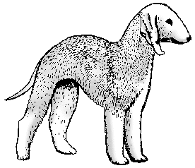 Illustration of roach back
