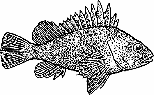 Illustration of rockfish