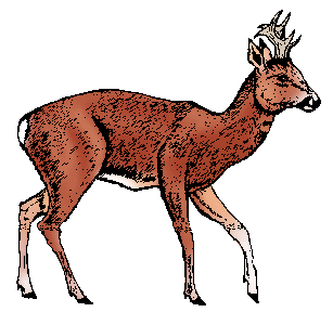 Illustration of roe deer
