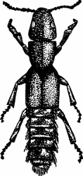 Illustration of rove beetle