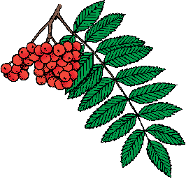 Illustration of <span class=syl>american mountain ash</span>