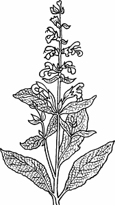Illustration of sage