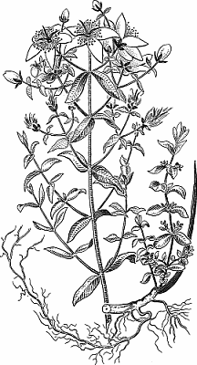 Illustration of saint-john's-wort