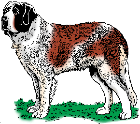 Illustration of saint bernard