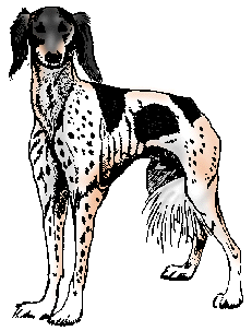 Illustration of saluki