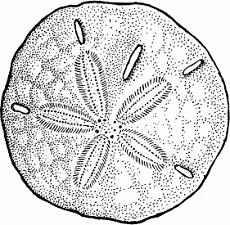 Illustration of sand dollar