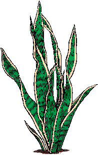 Illustration of sansevieria