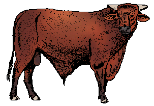 Illustration of santa gertrudis