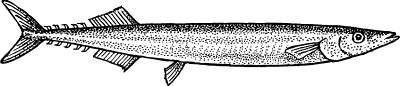 Illustration of saury