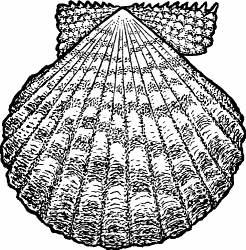 Illustration of scallop