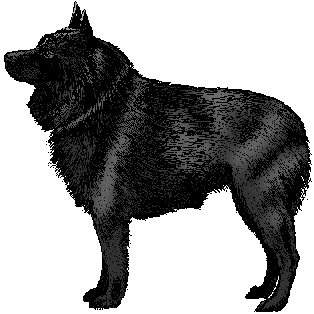 Illustration of schipperke