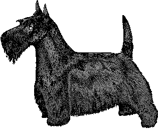 Illustration of scottish terrier