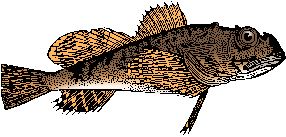 Illustration of sculpin