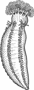Illustration of sea cucumber