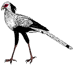 Illustration of secretary bird