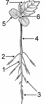 Illustration of seedling