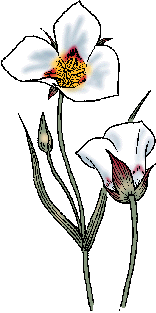 Illustration of sego lily
