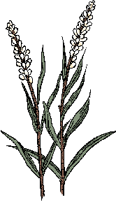 Illustration of seneca snakeroot