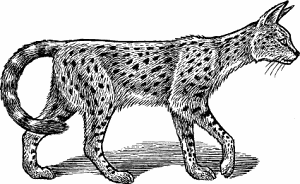 Illustration of serval