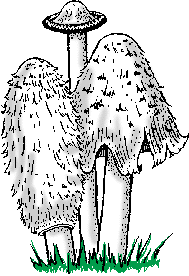 Illustration of shaggymane