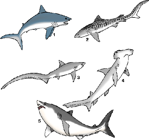 Illustration of shark