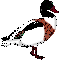 Illustration of shelduck