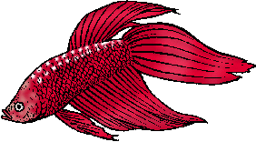 Illustration of <span class=syl>siamese fighting fish</span>