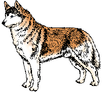 Illustration of siberian husky