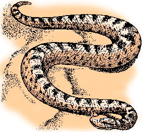Illustration of sidewinder