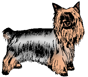 Illustration of silky terrier