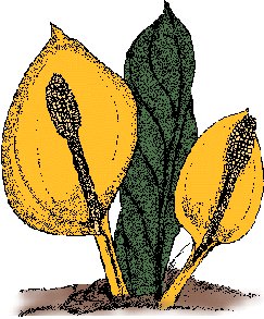 Illustration of skunk cabbage