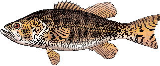 Illustration of smallmouth bass