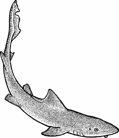 Illustration of smooth hound