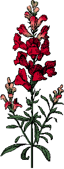 Illustration of snapdragon