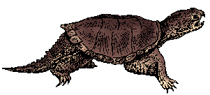 Illustration of snapping turtle