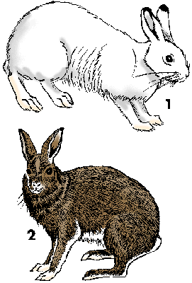 Illustration of snowshoe hare
