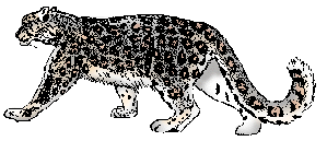 Illustration of snow leopard