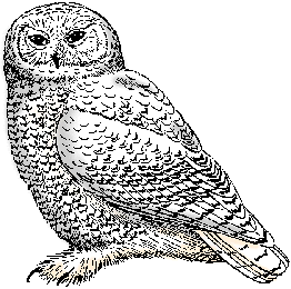 Illustration of snowy owl