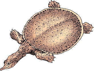 Illustration of softshell