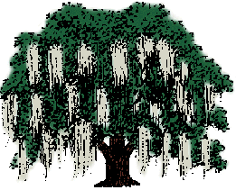 Illustration of spanish moss