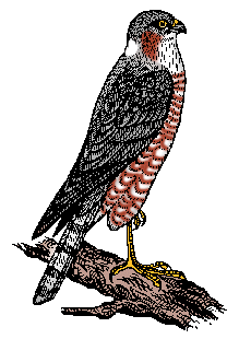 Illustration of sparrow hawk