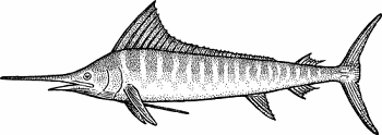 Illustration of spearfish