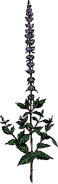 Illustration of spearmint