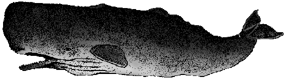 Illustration of sperm whale